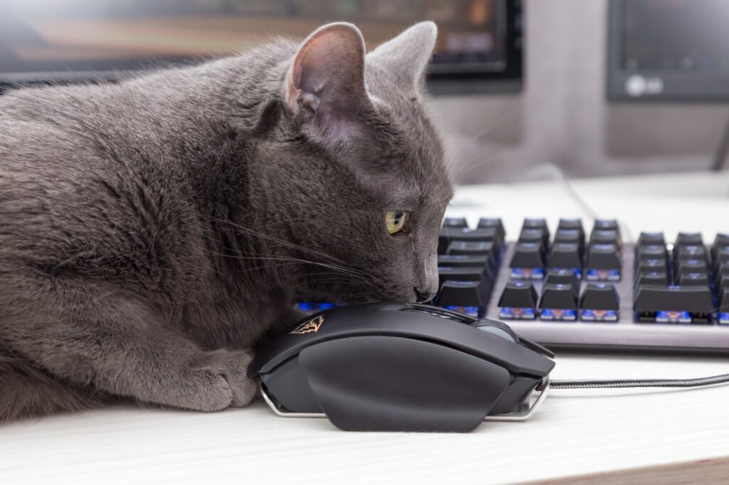 gray cat plays with a computer mouse